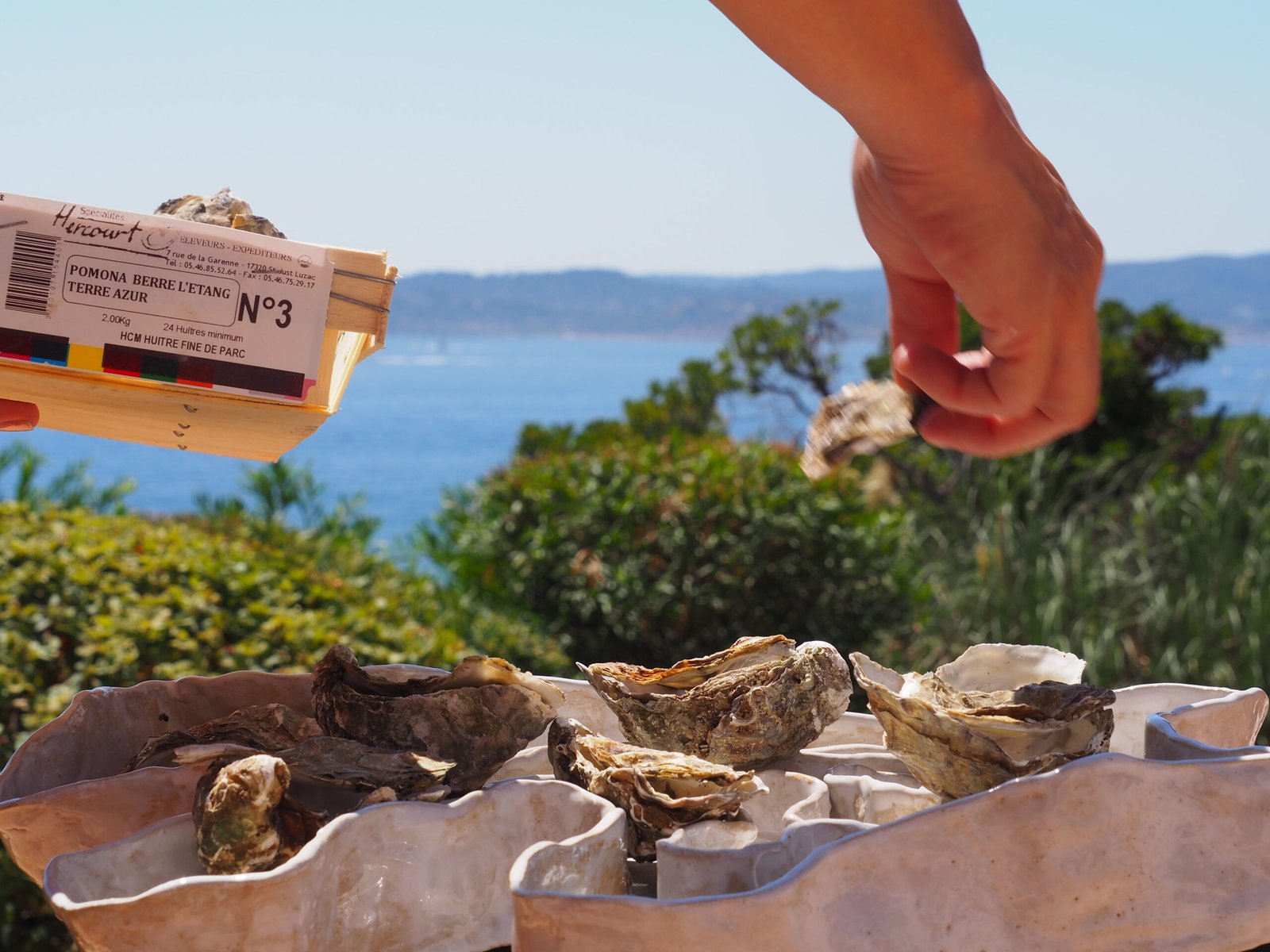 Oesterschaal L - Afbeelding 3