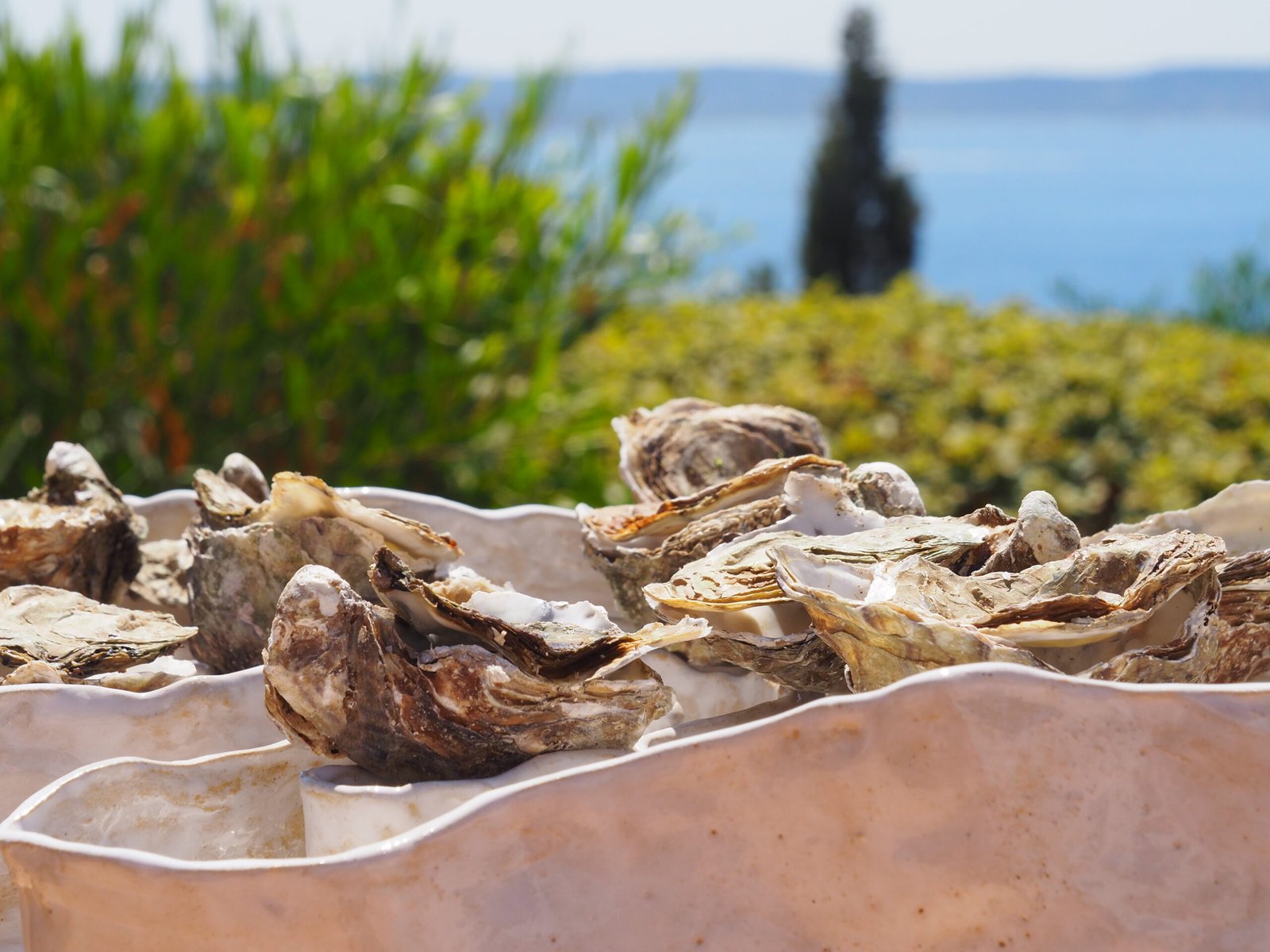 Oesterschaal S - Afbeelding 4